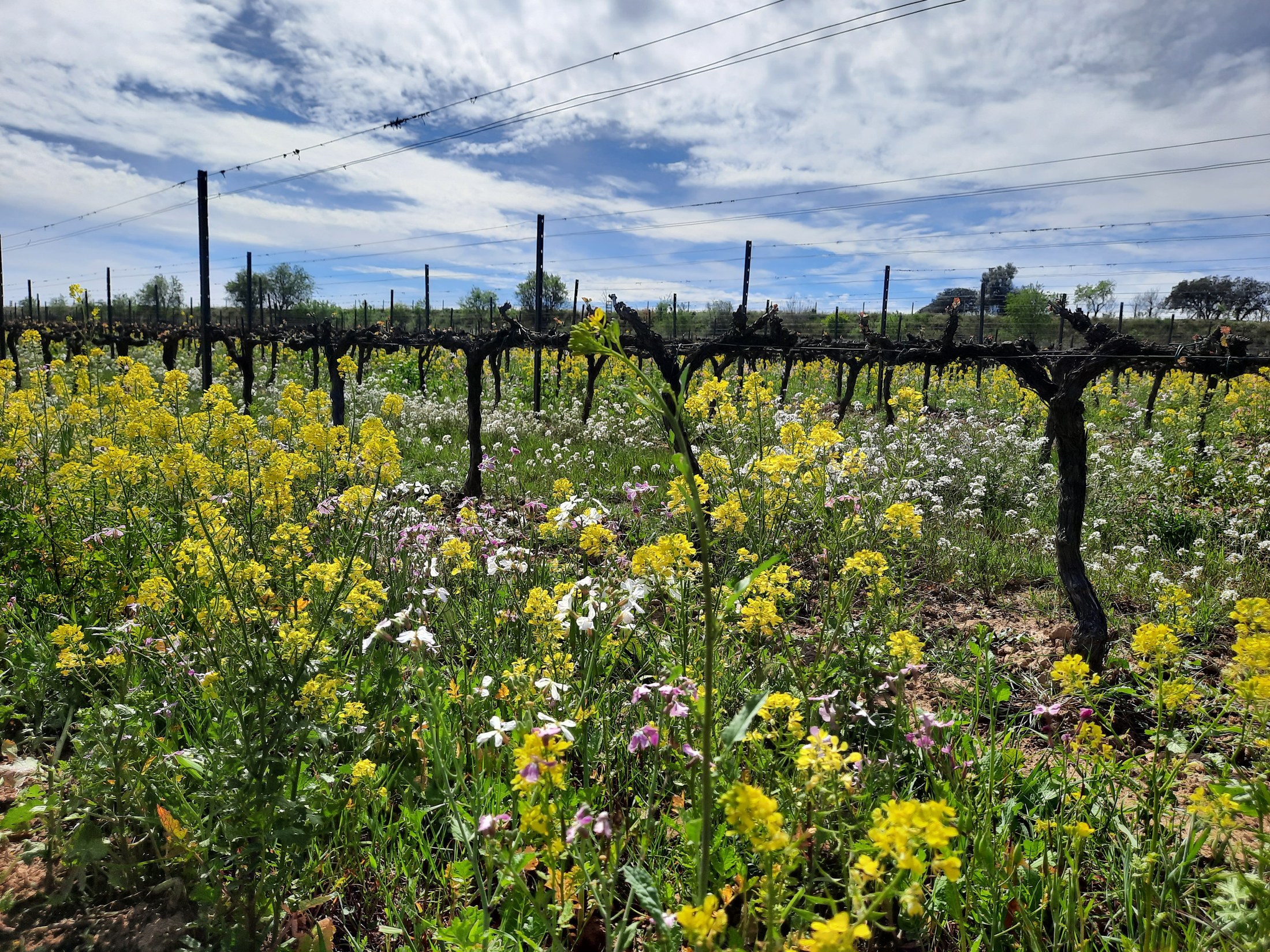 Vinyes del Penedès